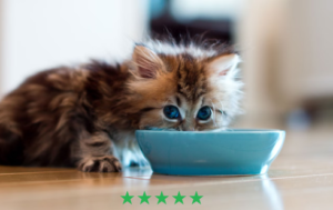 Kitten pate wet food